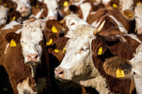 Come Incidere al Laser le Marche Auricolari per Bovini